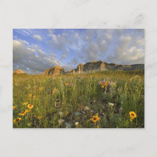 Prärie-Wildblumen im Many Glacier Valley bei Postkarte
