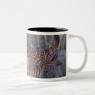 Präriehuhn, Tympanuchus Zweifarbige Tasse