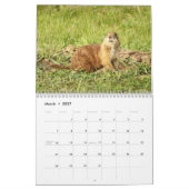 Präriehund 2027 12-Monatskalender Kalender (Mär 2027)