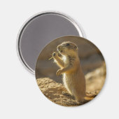 Präriehund-Baby-Essen, Arizona Magnet (Vorderseite/Rückseite)