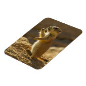 Präriehund-Baby-Essen, Arizona Magnet (Linke Seite)