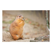 Präriehund Fotodruck (Vorne)