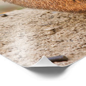 Präriehund Fotodruck (Ecke)