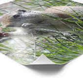 Präriehund im Gras Fotodruck (Ecke)