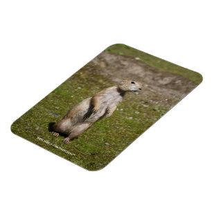 Präriehund Magnet