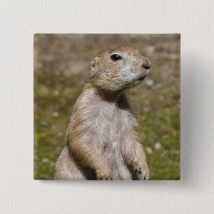 Präriehund mit schwarzer Schwanzspitze Button