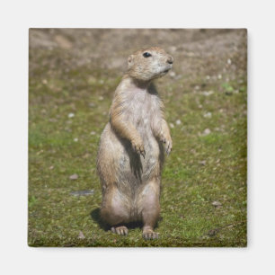 Präriehund mit schwarzer Schwanzspitze Magnet