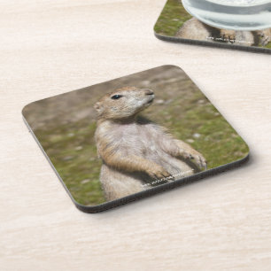 Präriehund mit schwarzer Schwanzspitze Untersetzer