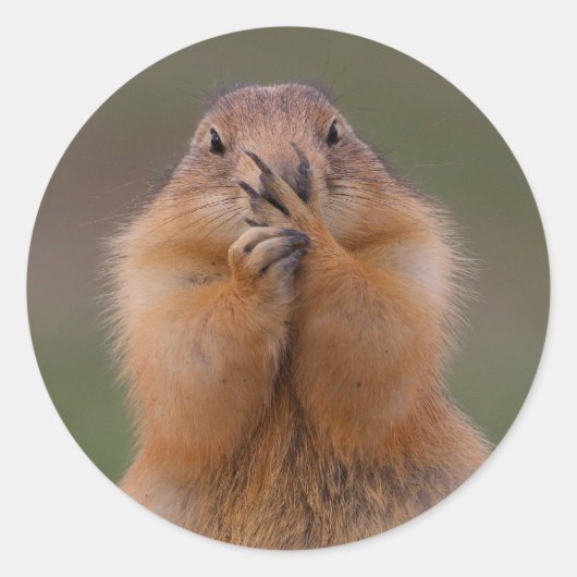 Präriehund Runder Aufkleber (Vorderseite)