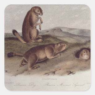 Präriehund 'von den Quadrupeds von North Amerika Quadratischer Aufkleber