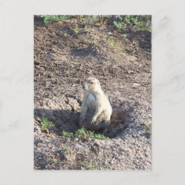 Präriehund, Wildtiere, niedliche Ritter, Wichita M Postkarte