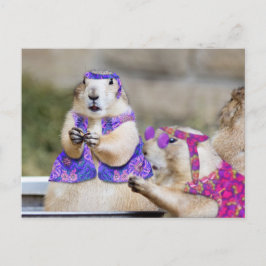 Präriehunde Hunde sind GROOVY! Postkarte