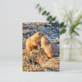 PRÄRIEHUNDE POSTKARTE (Stehend Vorderseite)