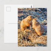 PRÄRIEHUNDE POSTKARTE (Vorne/Hinten)