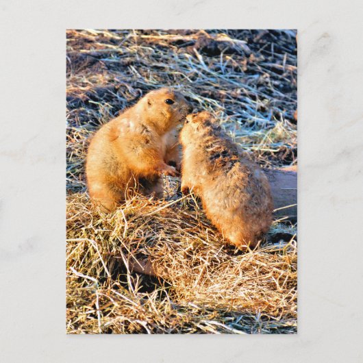 PRÄRIEHUNDE POSTKARTE (Vorderseite)