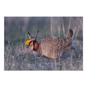 Prärieläufer, Tympanuchus Fotodruck