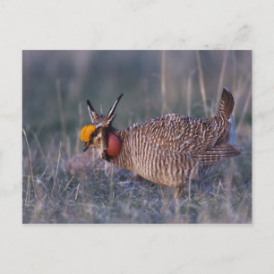 Prärieläufer, Tympanuchus Postkarte
