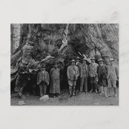 Präsident Roosevelt und John Muir California 1903 Postkarte (Vorderseite)