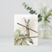 Pray Mantis Aqucolor Postkarte (Stehend Vorderseite)