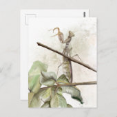 Pray Mantis Aqucolor Postkarte (Vorne/Hinten)