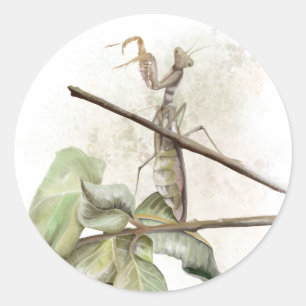 Pray Mantis Aqucolor Runder Aufkleber