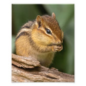 Prayerful Chipmunk Fotodruck (Vorne)