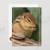 Prayerful Chipmunk Postkarte (Vorne/Hinten)