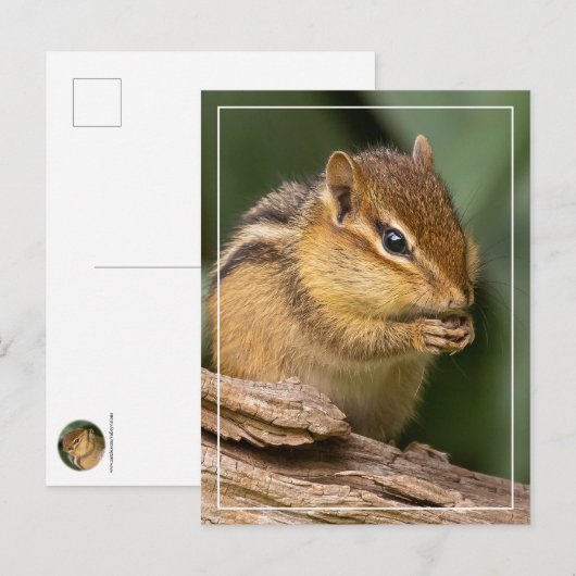 Prayerful Chipmunk Postkarte (Vorne/Hinten)