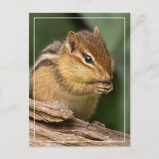 Prayerful Chipmunk Postkarte (Vorderseite)