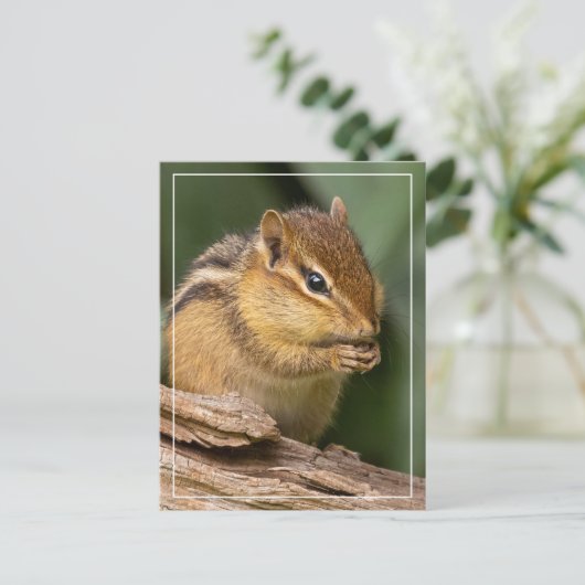 Prayerful Chipmunk Postkarte (Stehend Vorderseite)