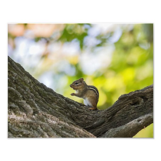 Praying Chipmunk Fotodruck (Vorne)