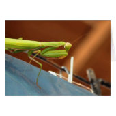 Praying Mantis (Vorderseite (Horizontal))