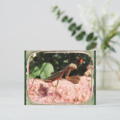 Praying Mantis 64 ~ Postkarte (Stehend Vorderseite)