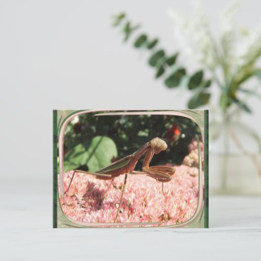 Praying Mantis 64 ~ Postkarte (Stehend Vorderseite)