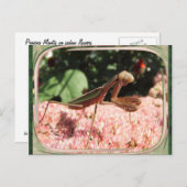 Praying Mantis 64 ~ Postkarte (Vorne/Hinten)