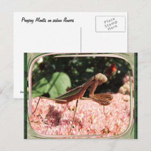 Praying Mantis 64 ~ Postkarte (Vorne/Hinten)