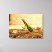Praying Mantis Canvas Print Leinwanddruck (Vorderseite)