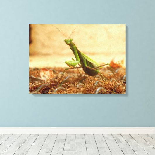 Praying Mantis Canvas Print Leinwanddruck (Insitu (Holzboden))