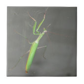 Praying Mantis Fliese (Vorderseite)
