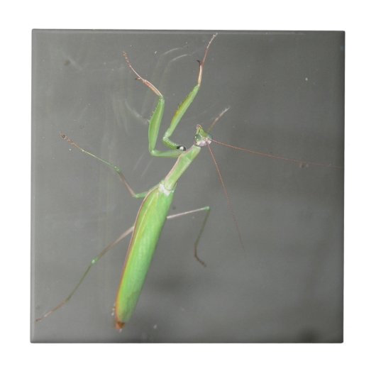 Praying Mantis Fliese (Vorderseite)