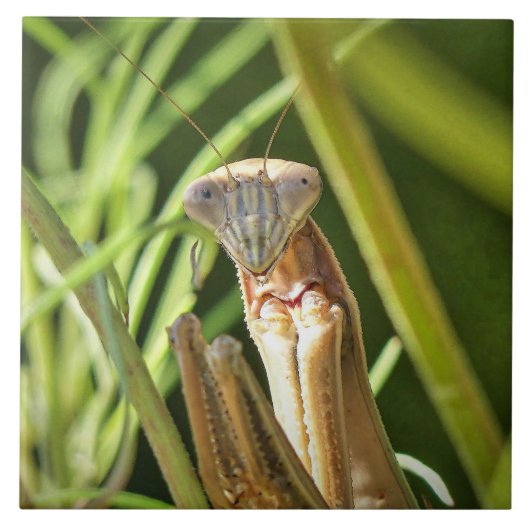 Praying Mantis Fliese (Vorderseite)