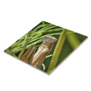 Praying Mantis Fliese