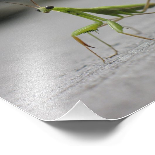 Praying Mantis Fotodruck (Ecke)