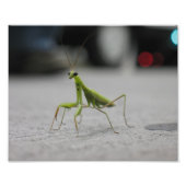 Praying Mantis Fotodruck (Vorne)