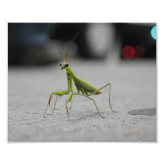 Praying Mantis Fotodruck