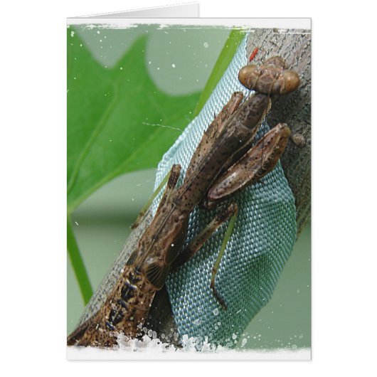 Praying Mantis Insect (Vorne)