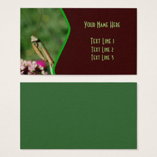 Praying Mantis Insect Nature (Vorne & Hinten)