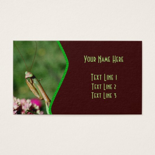 Praying Mantis Insect Nature (Vorderseite)