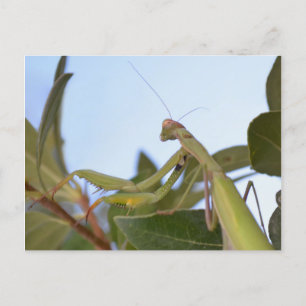 Praying Mantis Insect Postkarte
