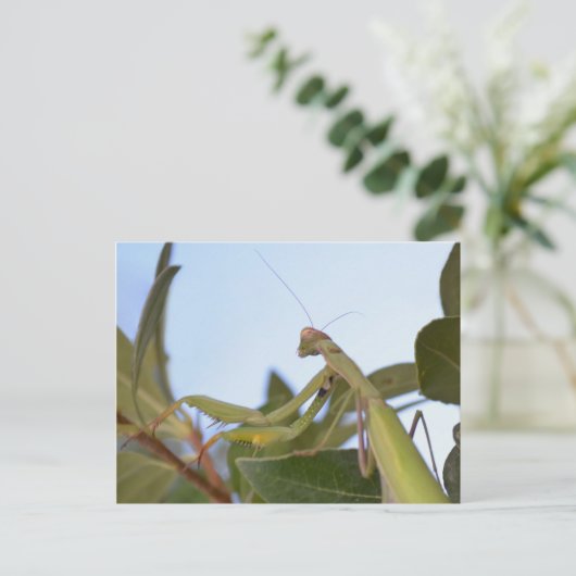 Praying Mantis Insect Postkarte (Stehend Vorderseite)